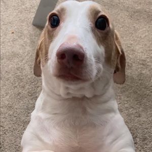 Meet your Posher, Sydney